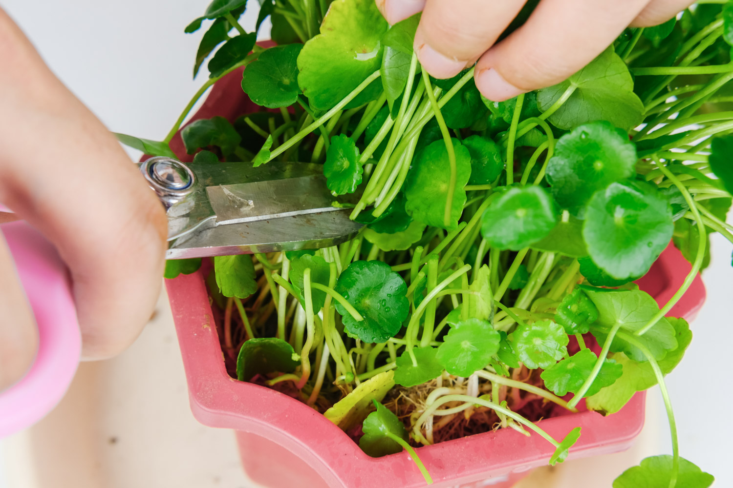 铜钱草冬季叶子黄了如何办