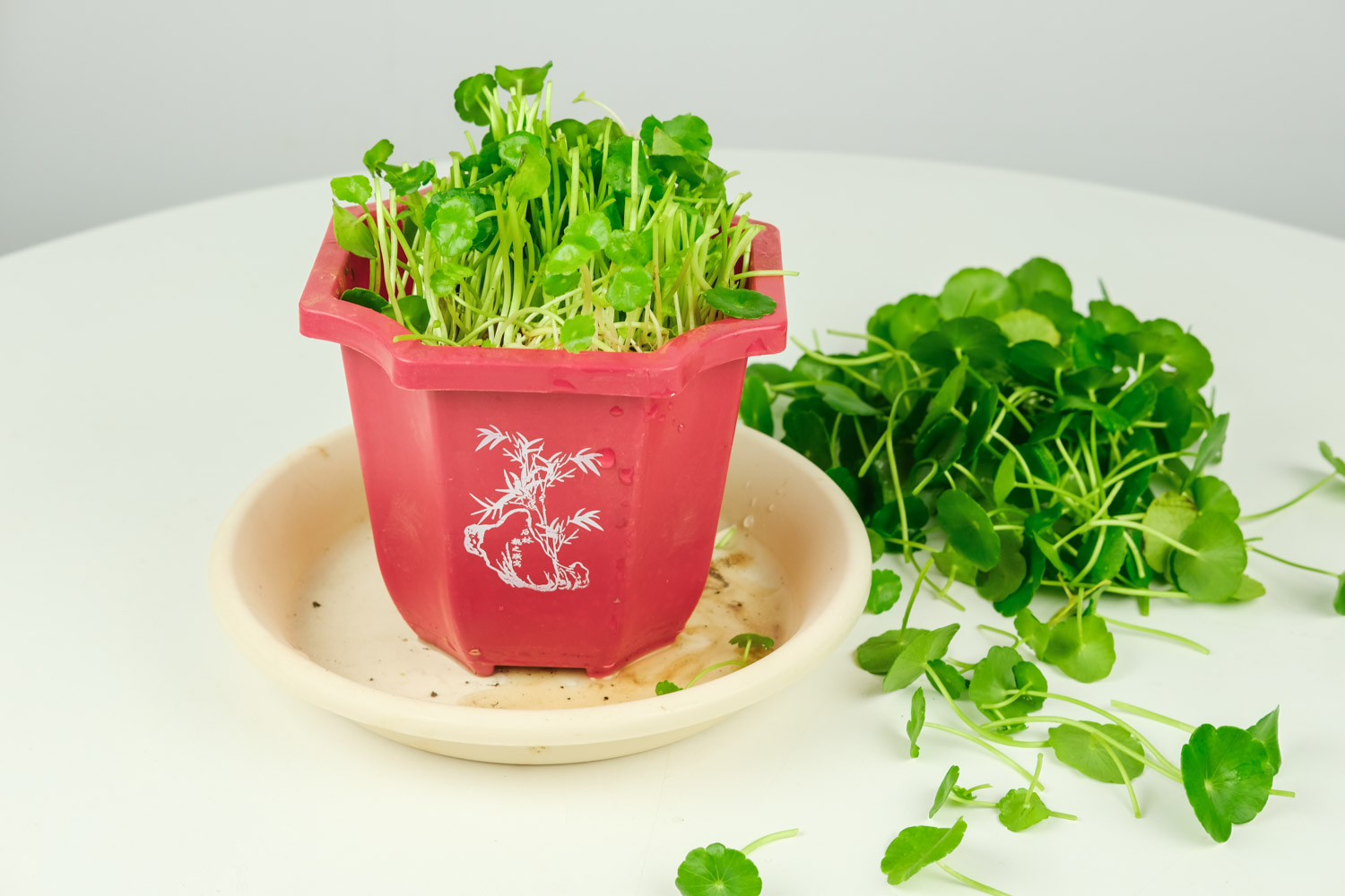 铜钱草冬季叶子黄了如何办