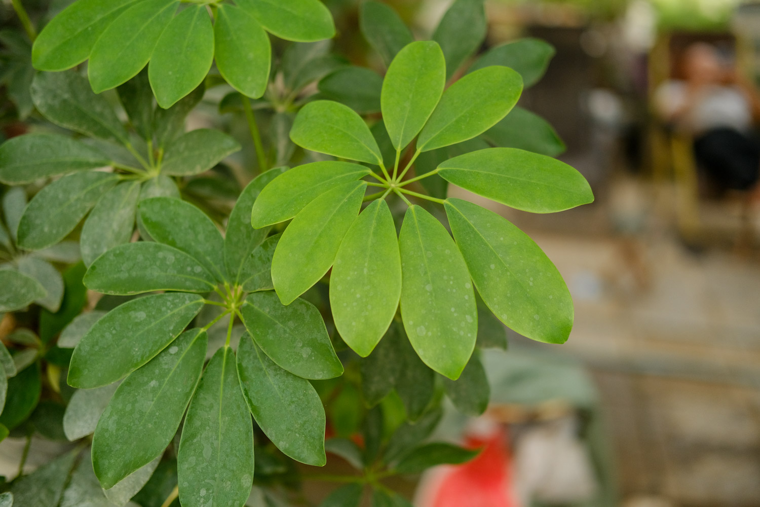 鸭掌木叶子发黄如何回事