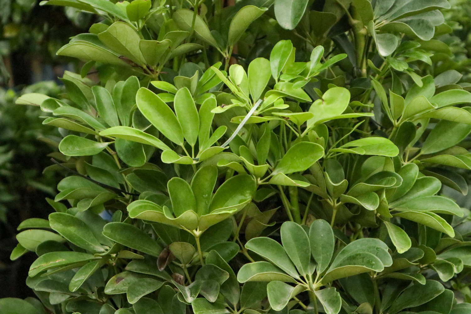 鸭掌木叶子发黄如何回事