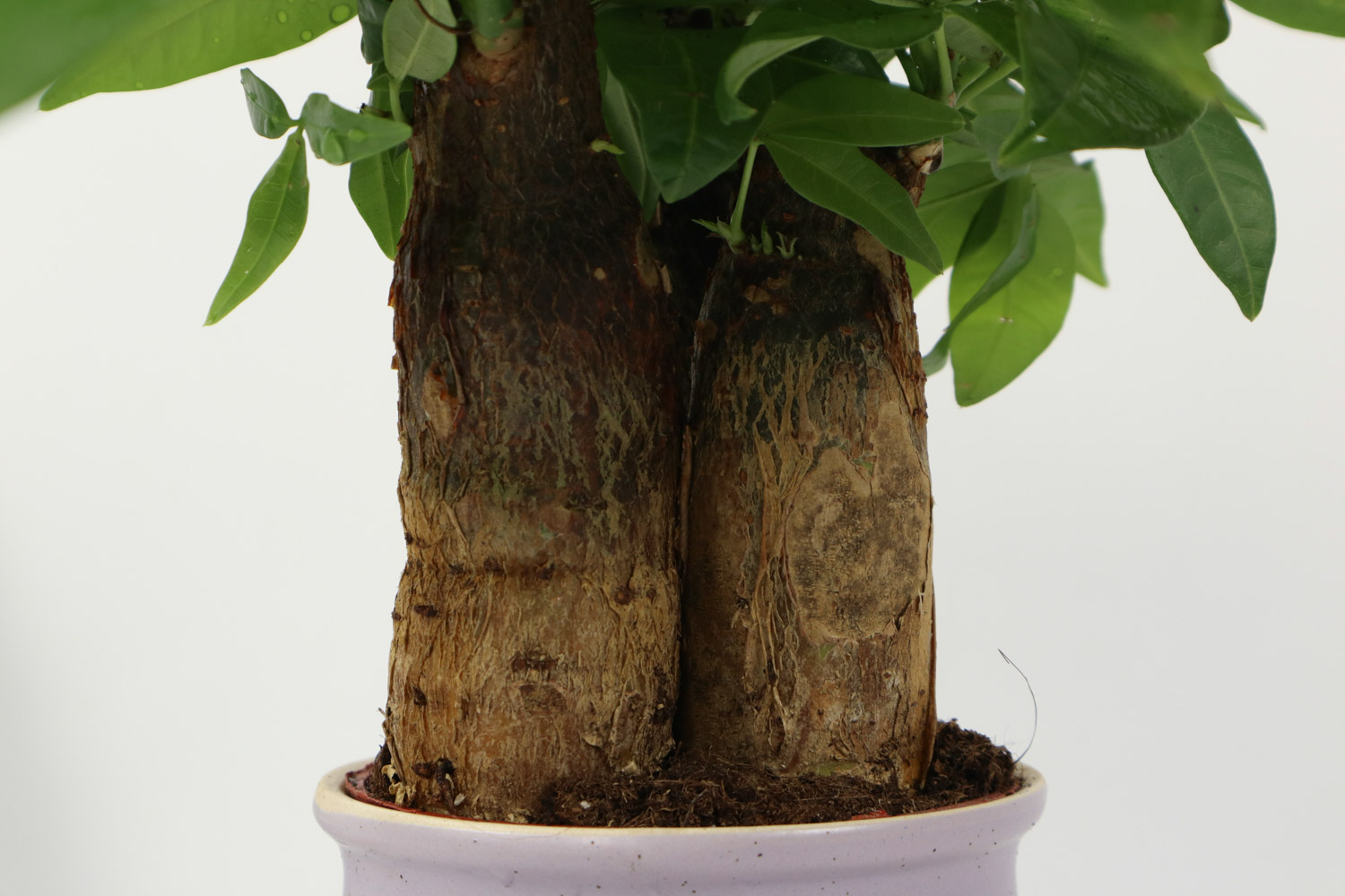 发财树叶子发黄如何救