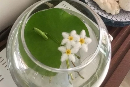 一叶莲叶子发黄如何回事