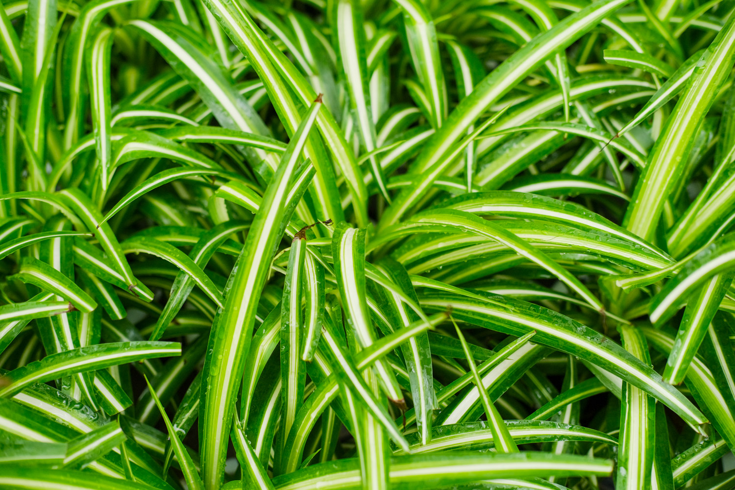 吊兰叶子发黄如何回事