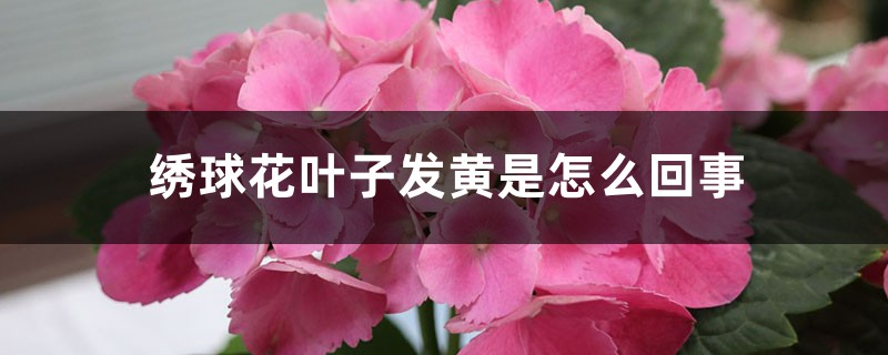 绣球花叶子发黄是如何回事