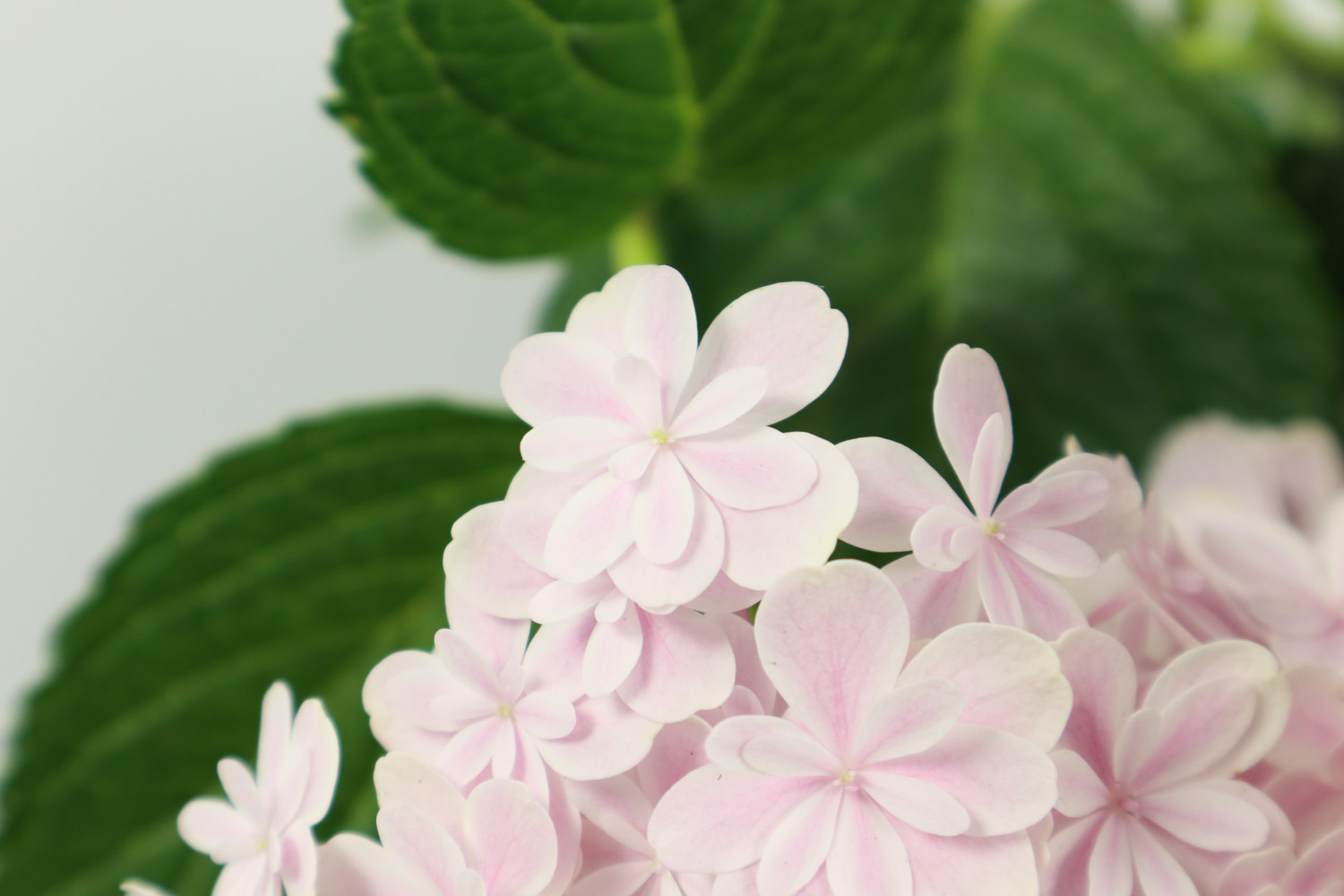 绣球花叶子发黄是如何回事