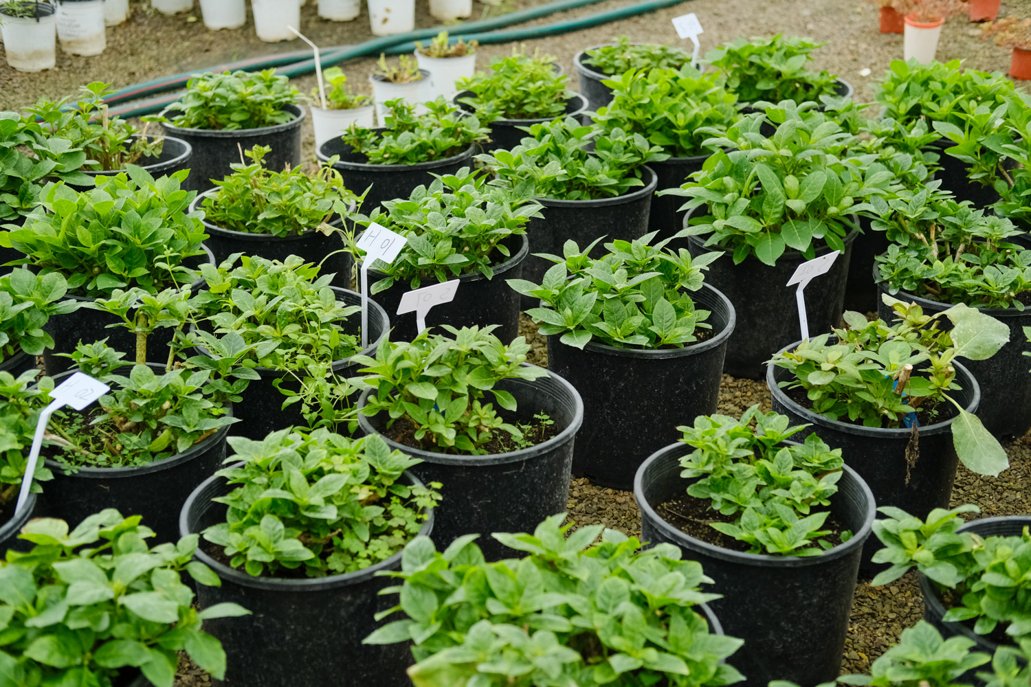 绣球花叶子发黄是如何回事