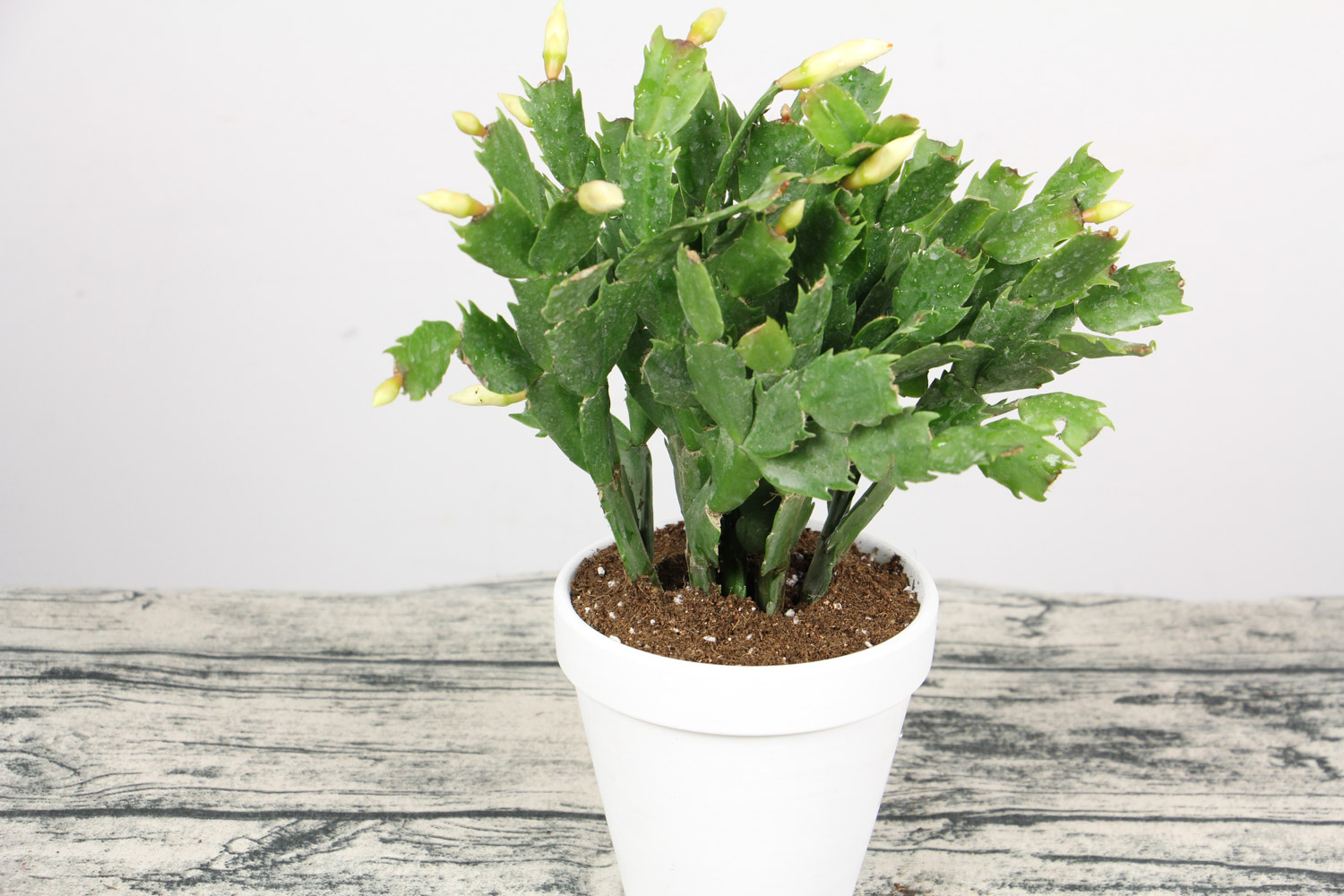 蟹爪兰黄叶是什么原因，用什么补救