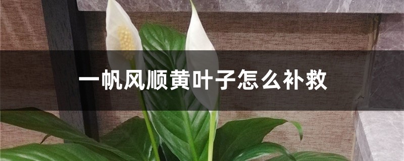 一帆风顺黄叶子如何补救，黄叶的原因