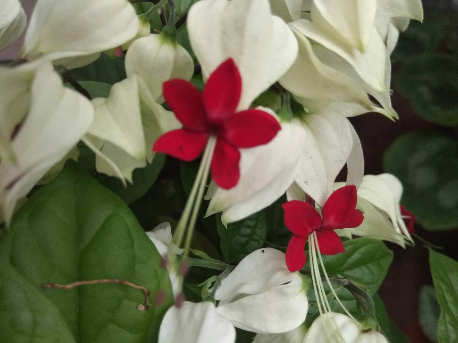 龙吐珠黄叶的原因和处理办法