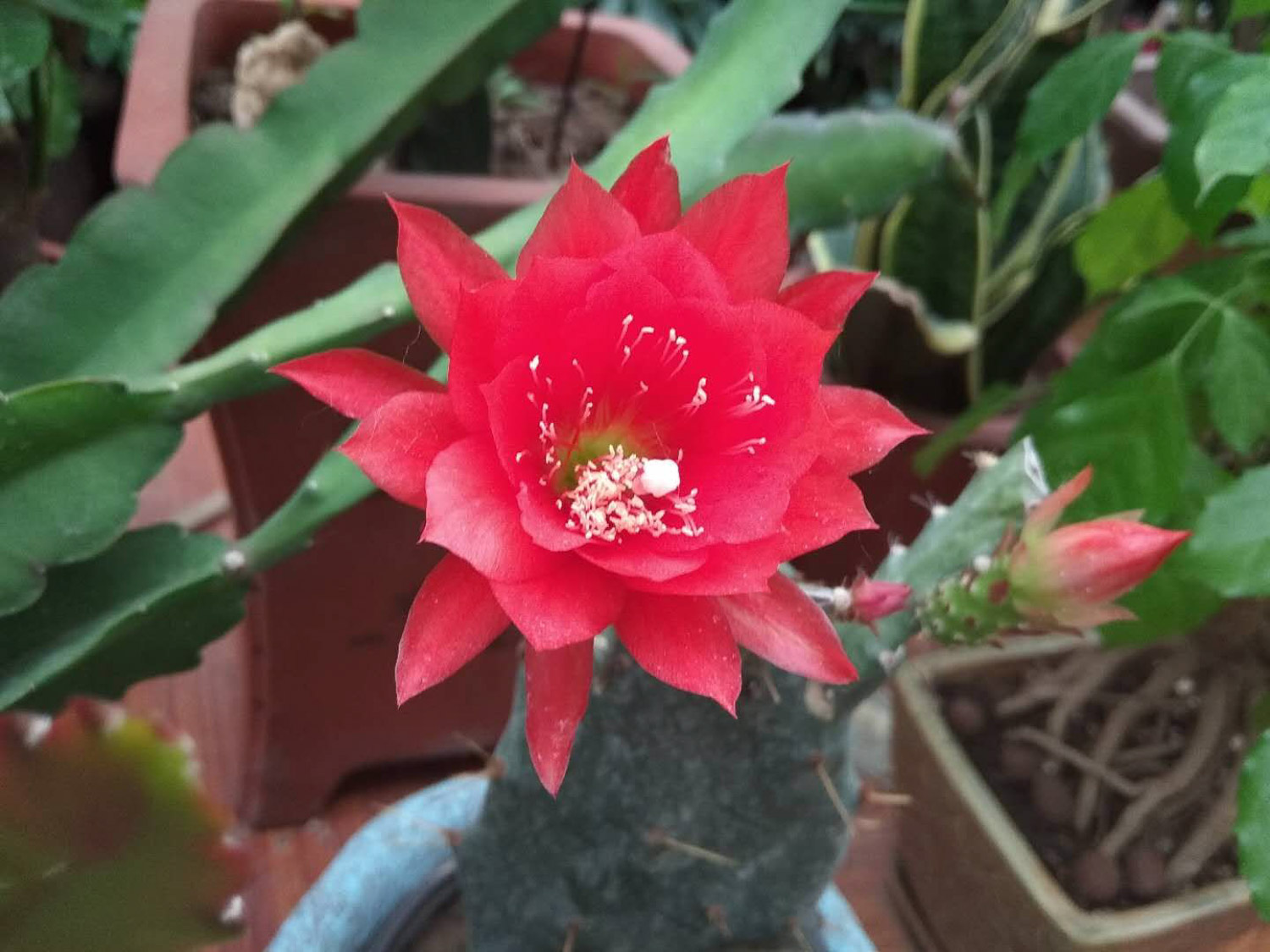 令箭荷花黄叶的原因及处理办法