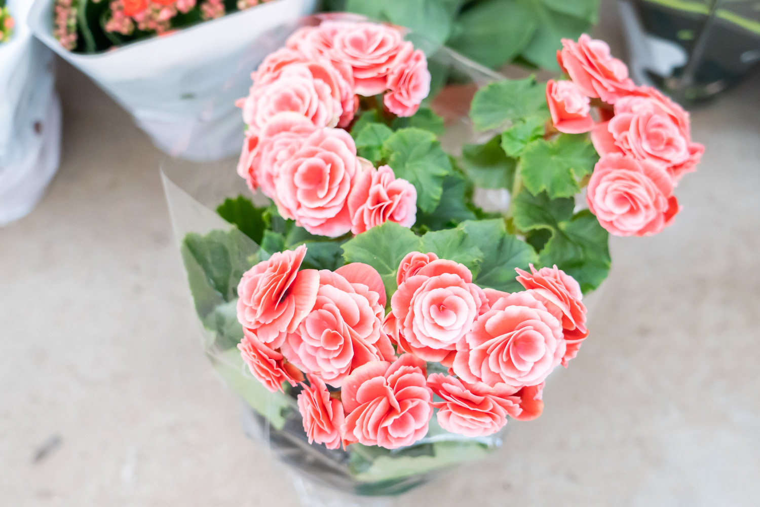 丽格海棠黄叶的原因和处理办法