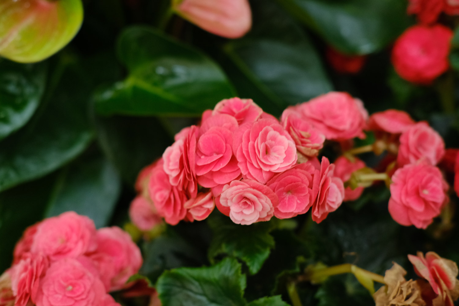 丽格海棠黄叶的原因和处理办法