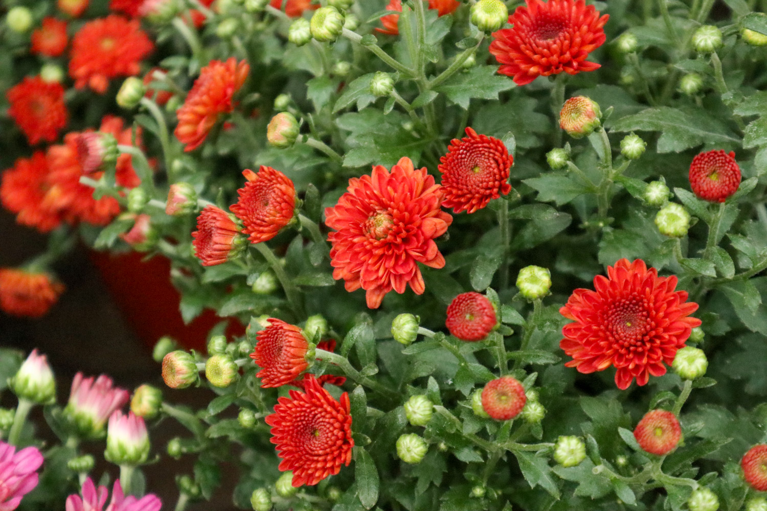 菊花黄叶的原因和处理办法