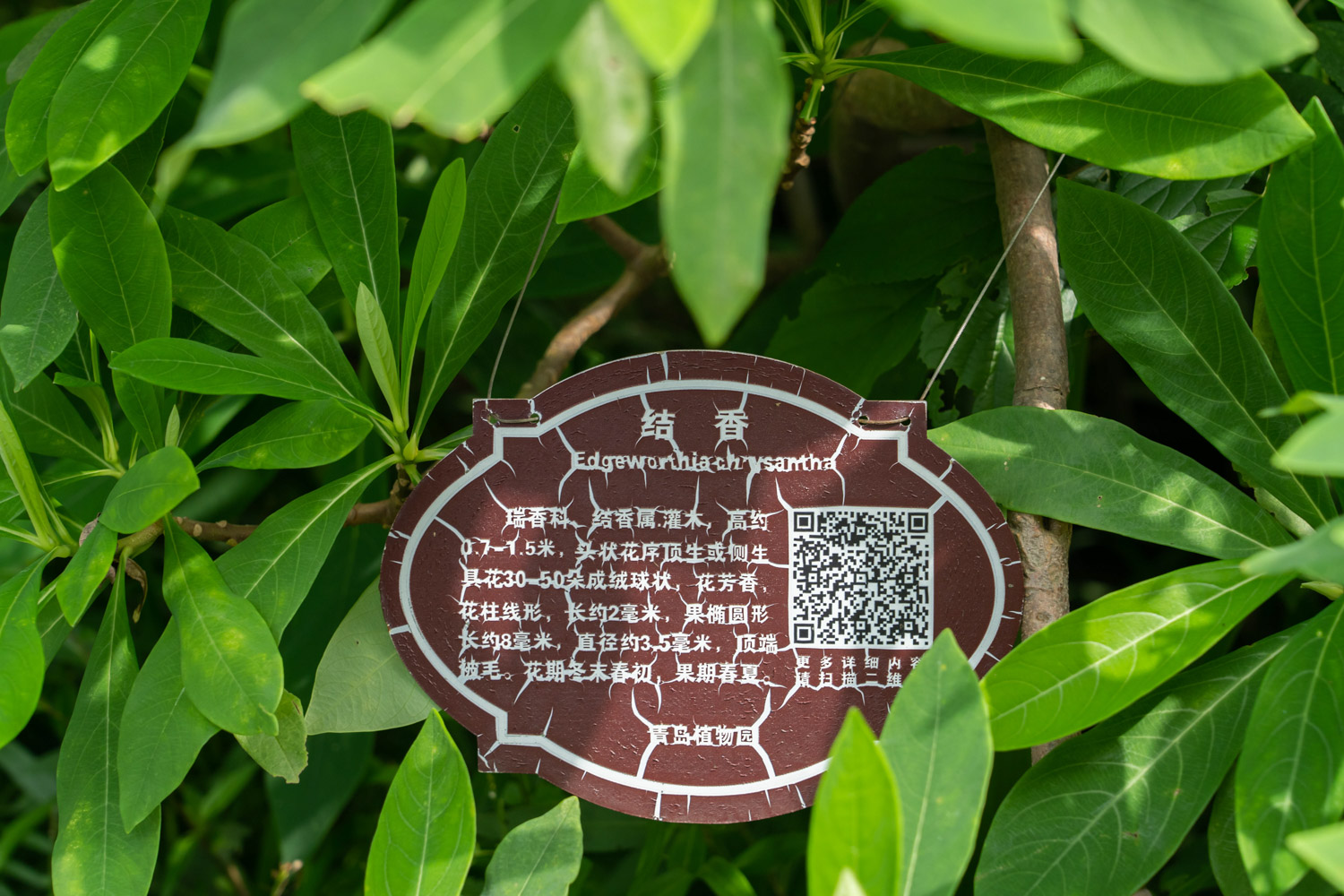 结香黄叶的原因和处理办法