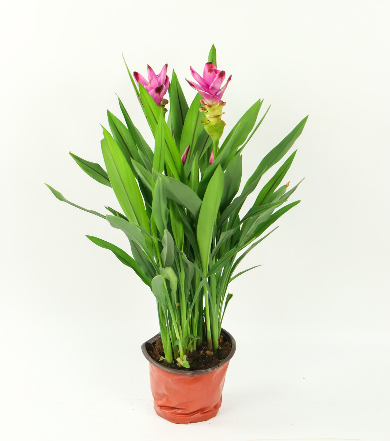 姜荷花黄叶的原因和处理办法