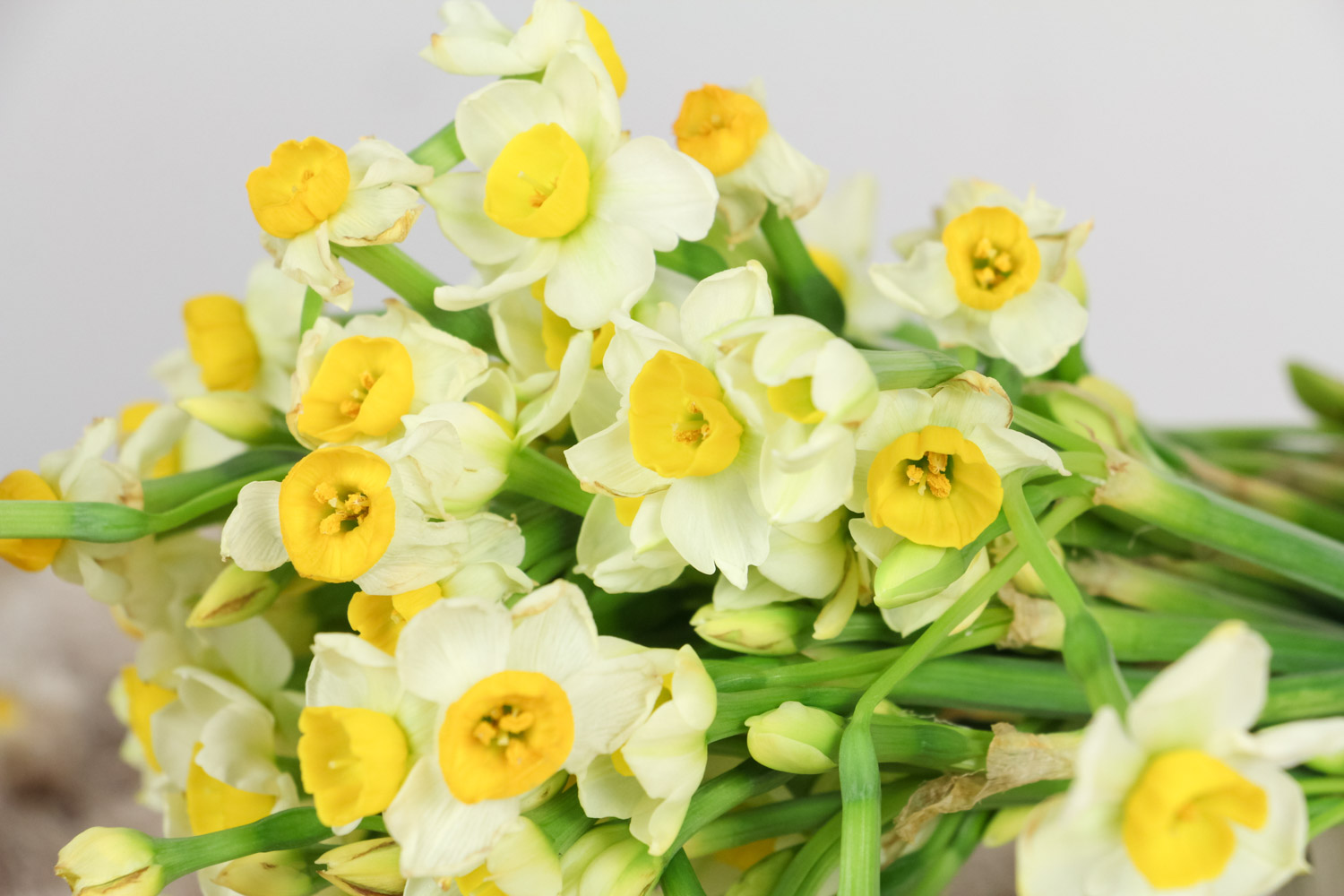 水仙黄叶的原因和处理办法