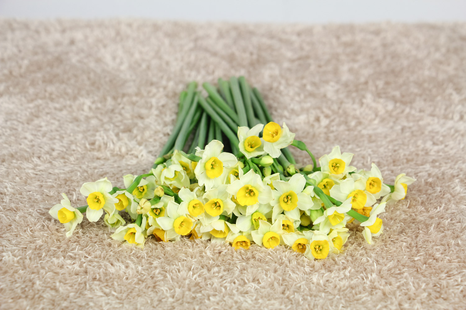 水仙黄叶的原因和处理办法