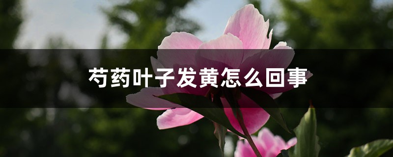 芍药叶子发黄如何回事，芍药叶子枯萎