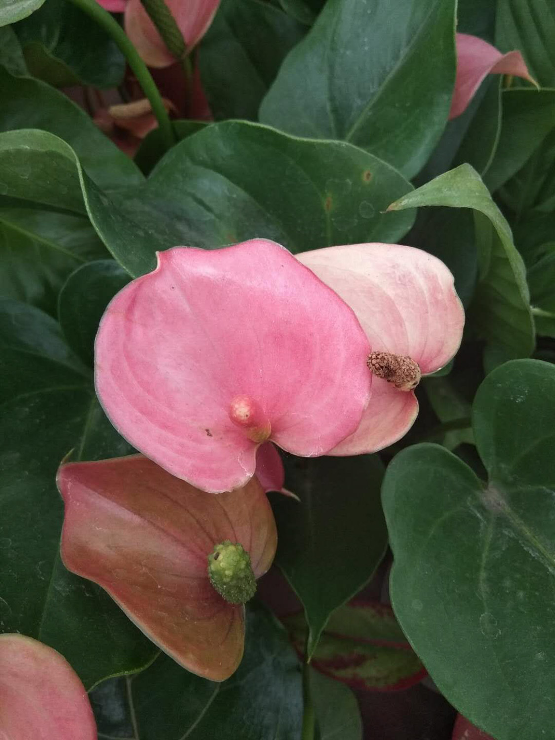 花烛黄叶的原因和处理办法