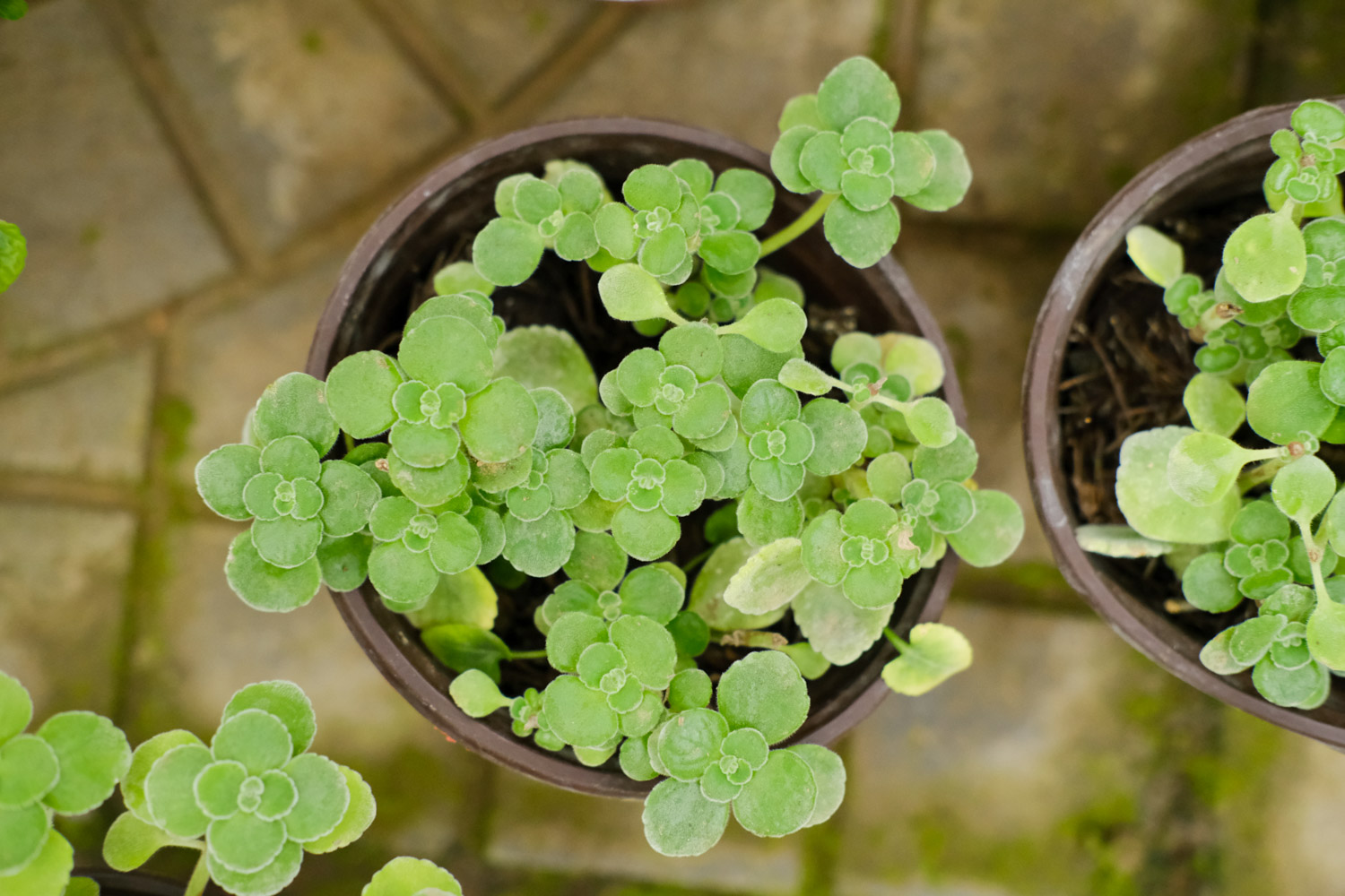 碰碰香黄叶的原因和处理办法