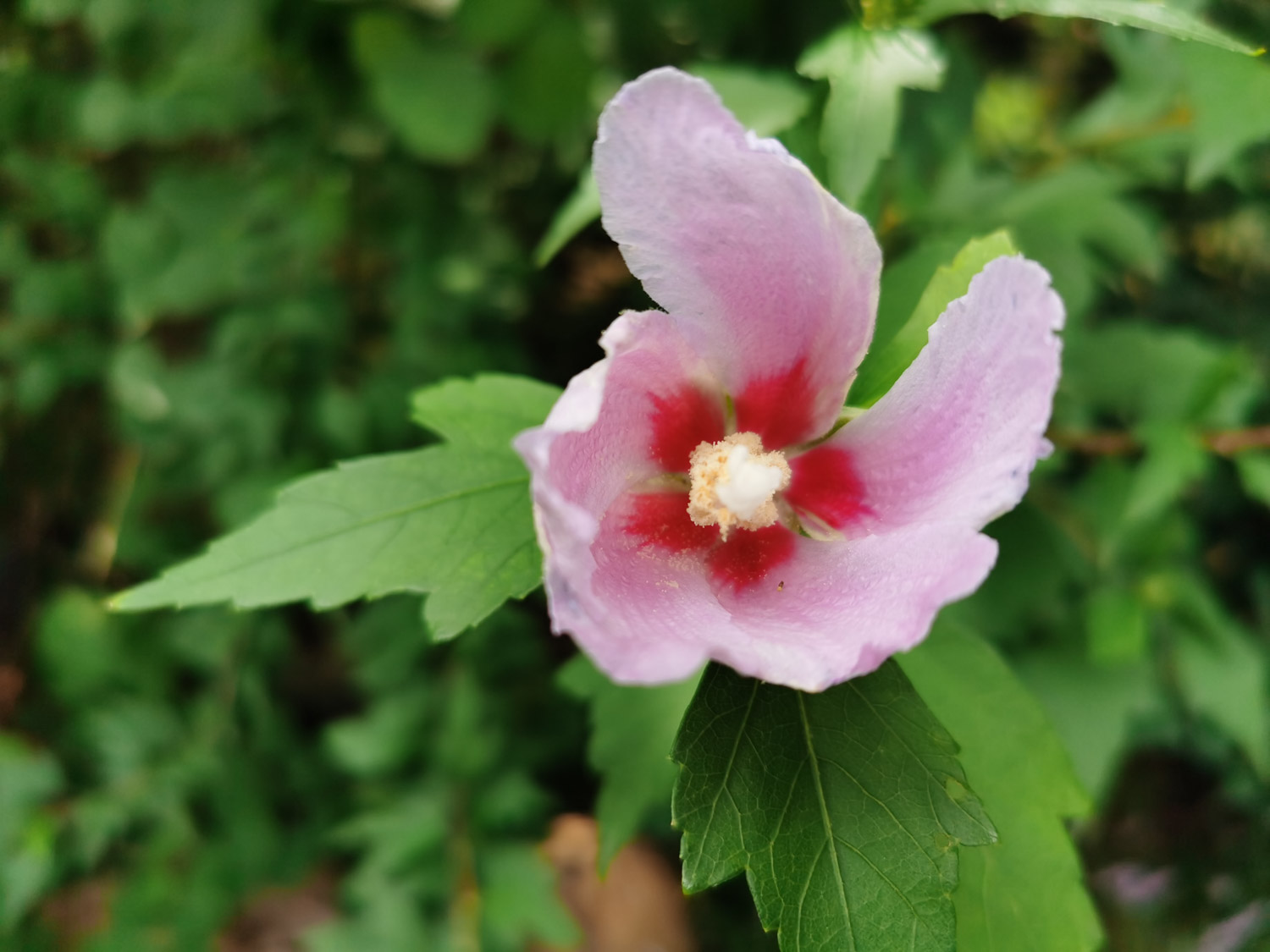 木槿黄叶的原因和处理办法