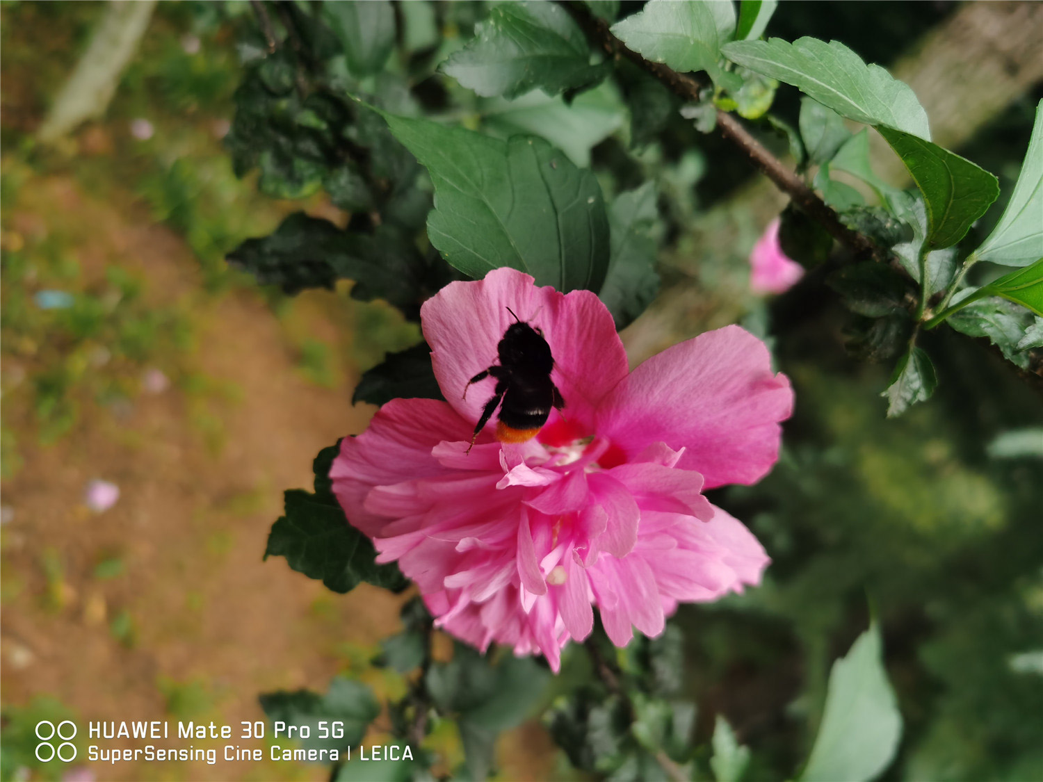 木槿黄叶的原因和处理办法