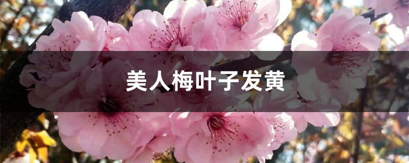 美人梅黄叶如何补救