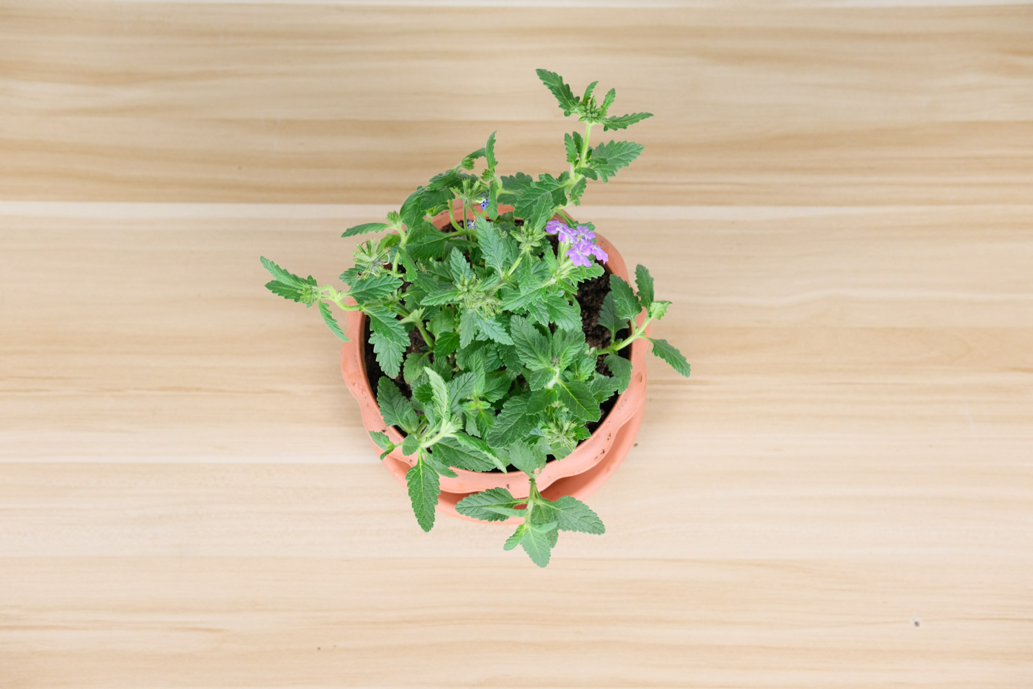 美女樱黄叶的原因和处理办法