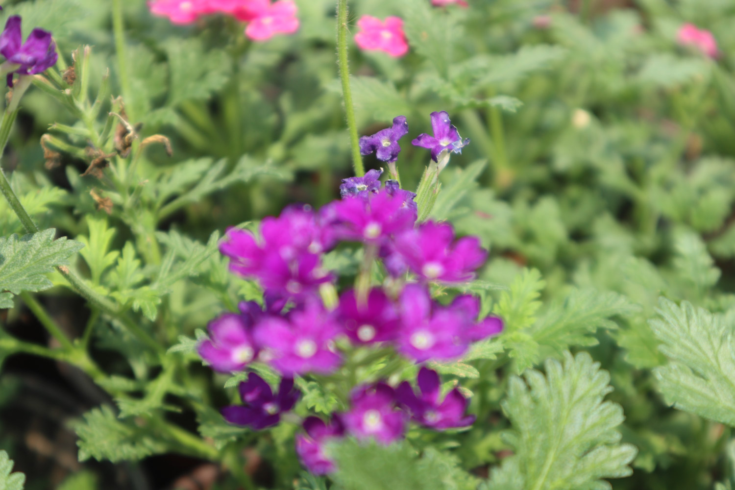 美女樱黄叶的原因和处理办法