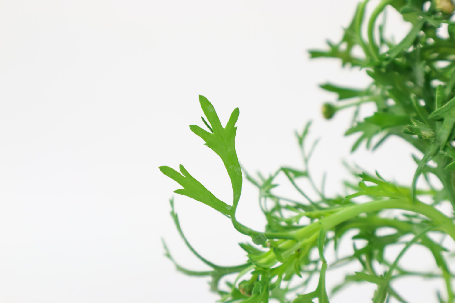 玛格丽特黄叶的原因和处理办法