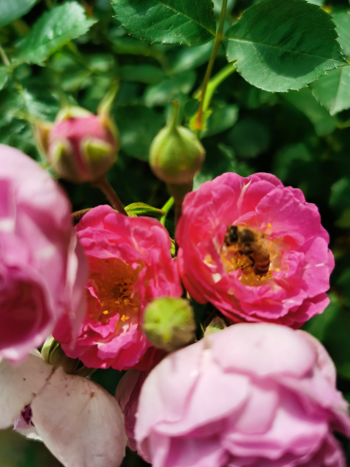 蔷薇黄叶的原因和处理办法