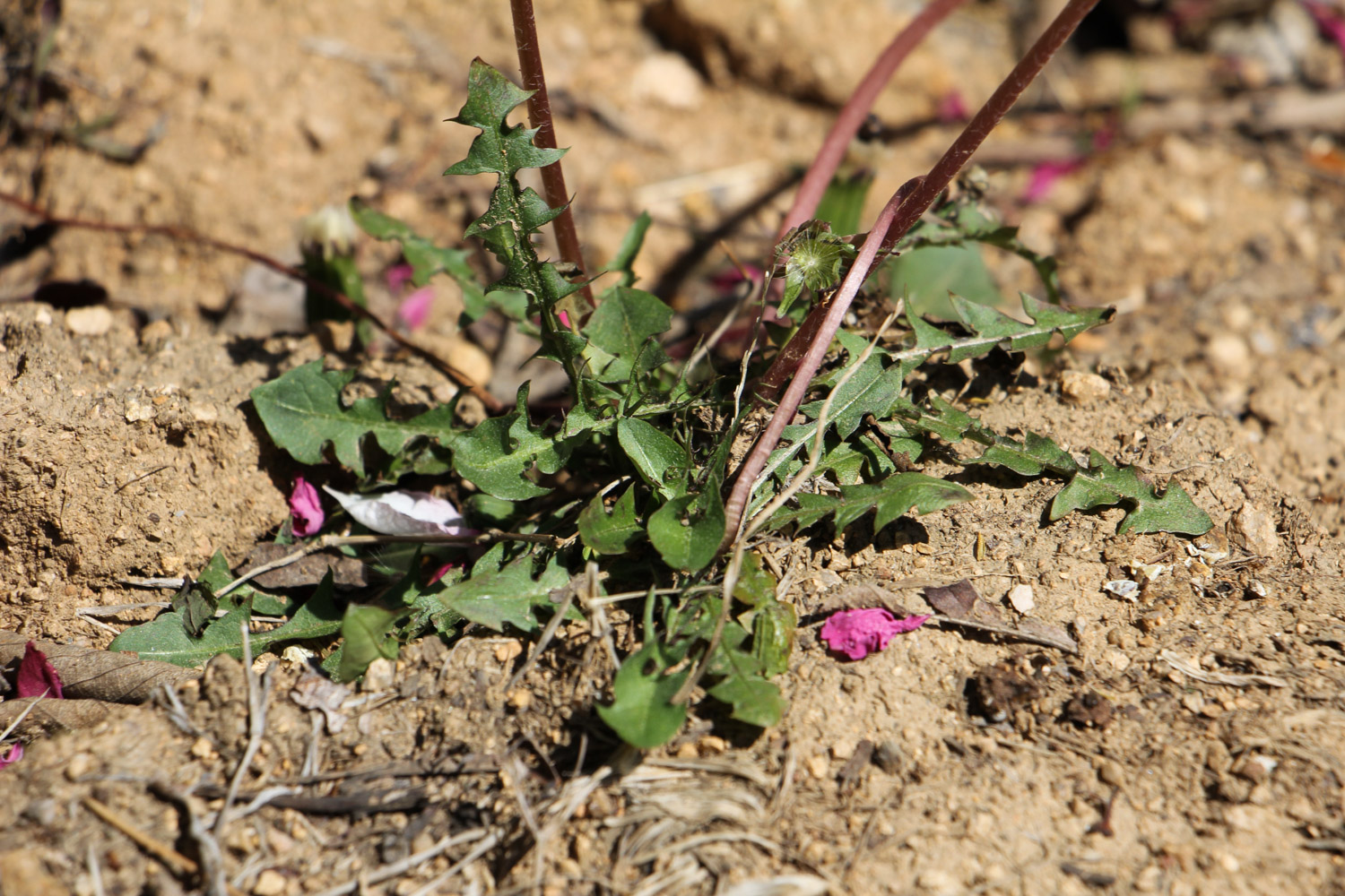 蒲公英黄叶的原因和处理办法