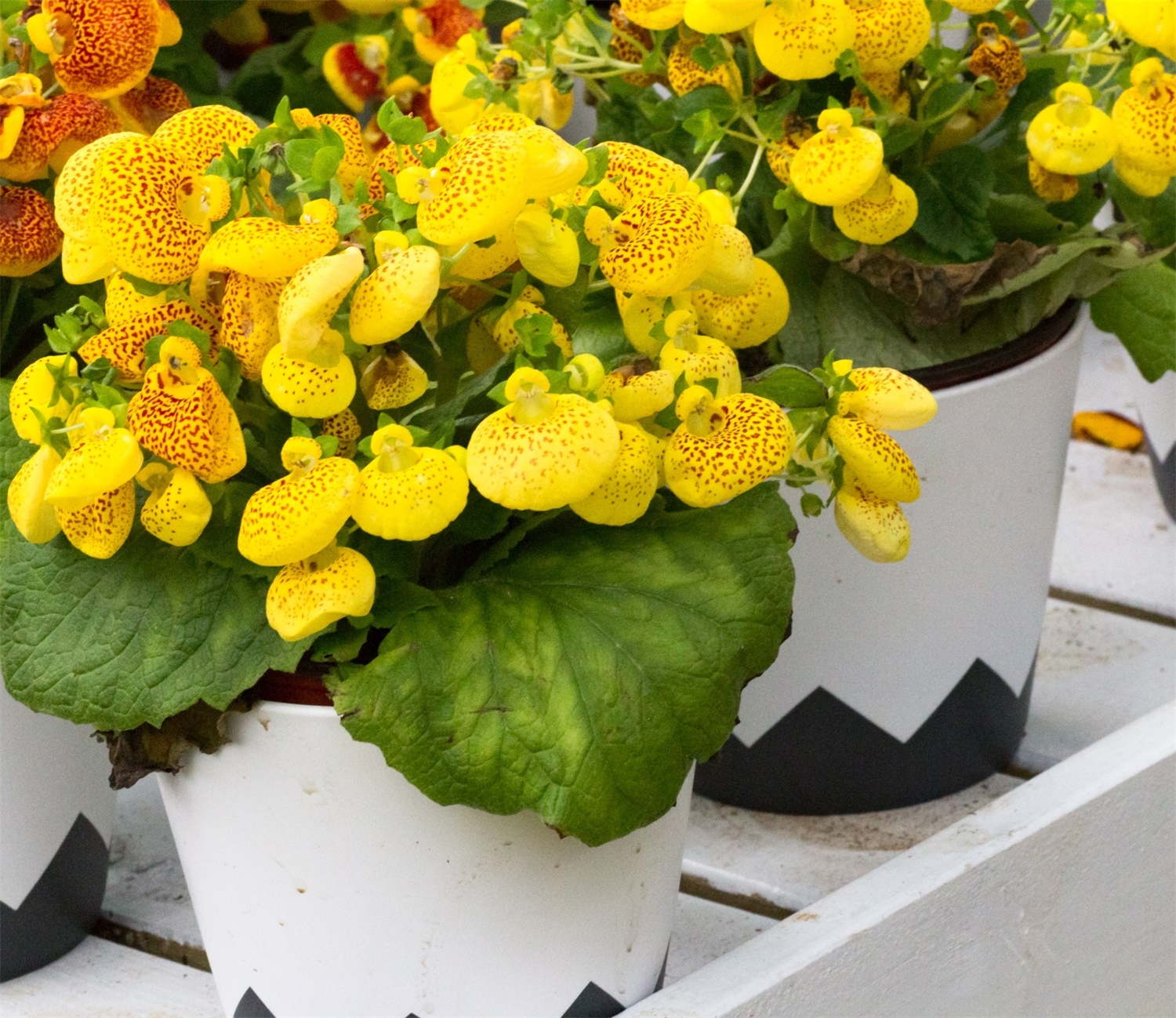 蒲包花黄叶的原因和处理办法