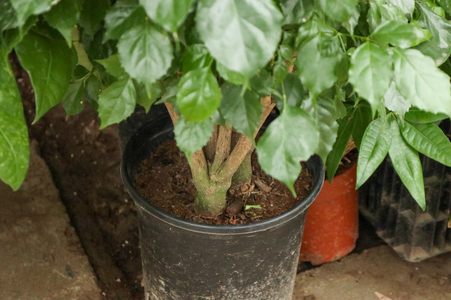 绿宝树 绿宝树黄叶的原因和处理办法