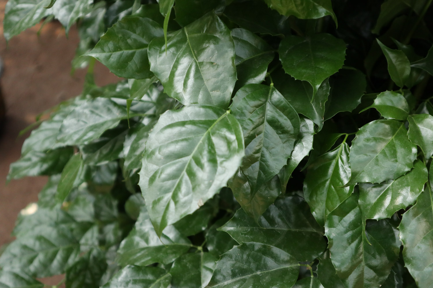 绿宝树 绿宝树黄叶的原因和处理办法