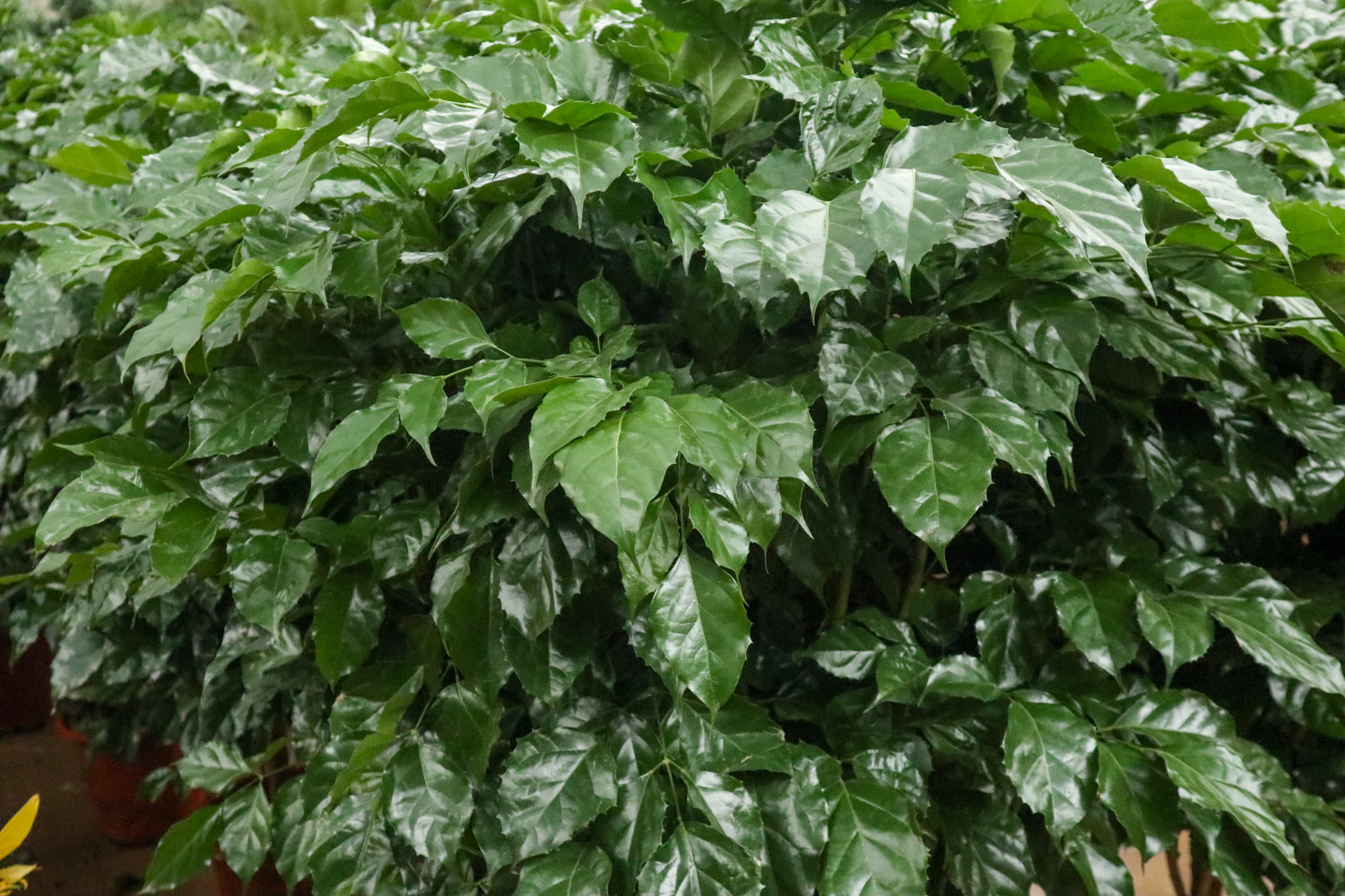 绿宝树 绿宝树黄叶的原因和处理办法