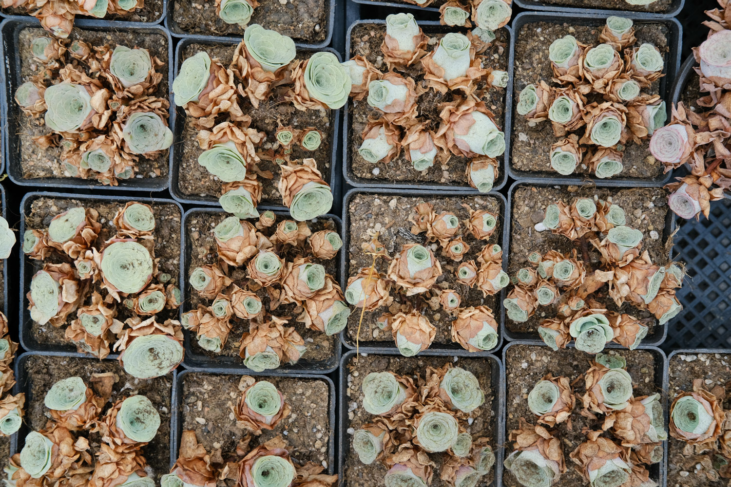 山地玫瑰黄叶的原因和处理办法