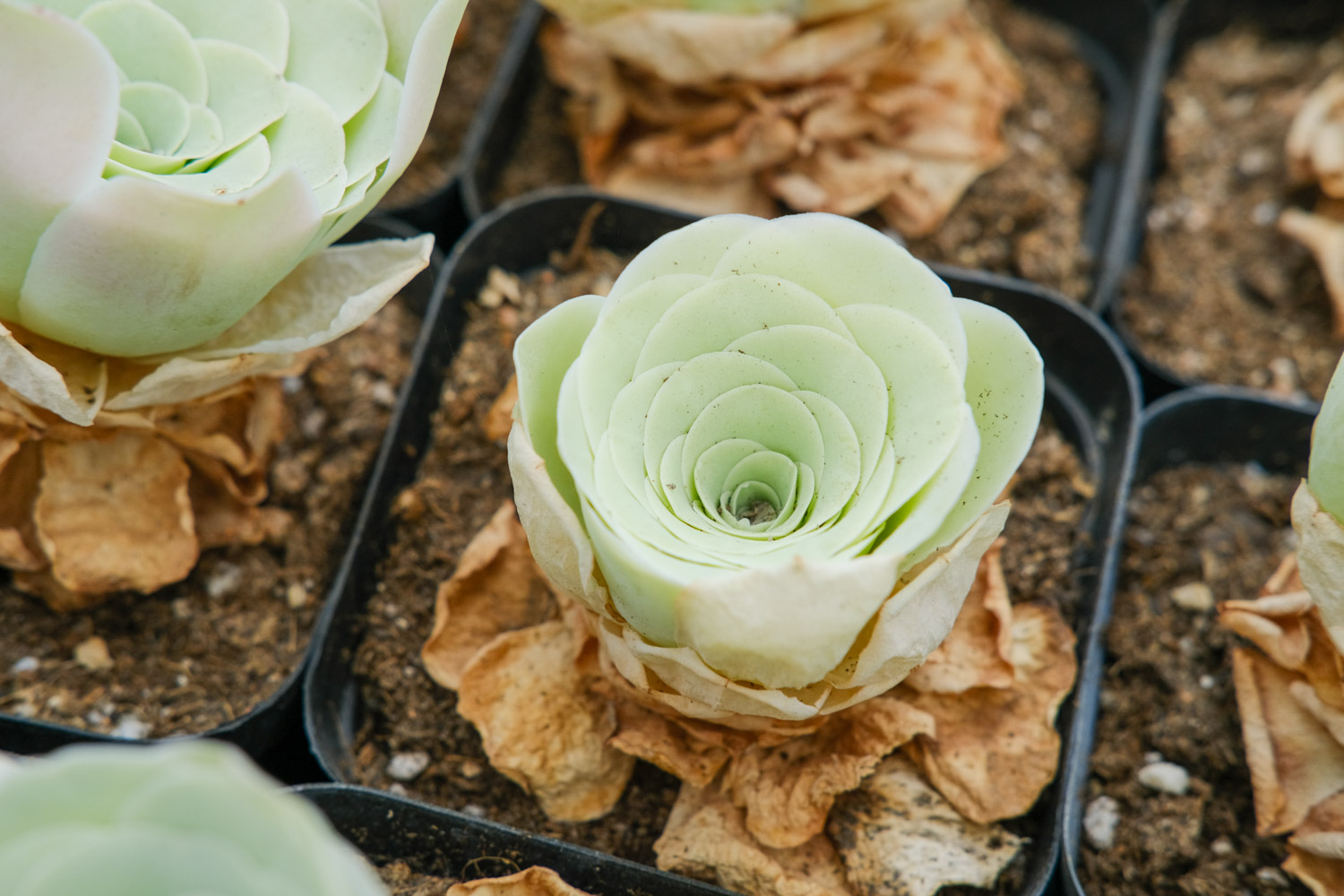 山地玫瑰黄叶的原因和处理办法