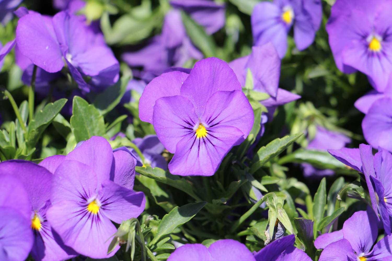 三色堇黄叶的原因和处理办法