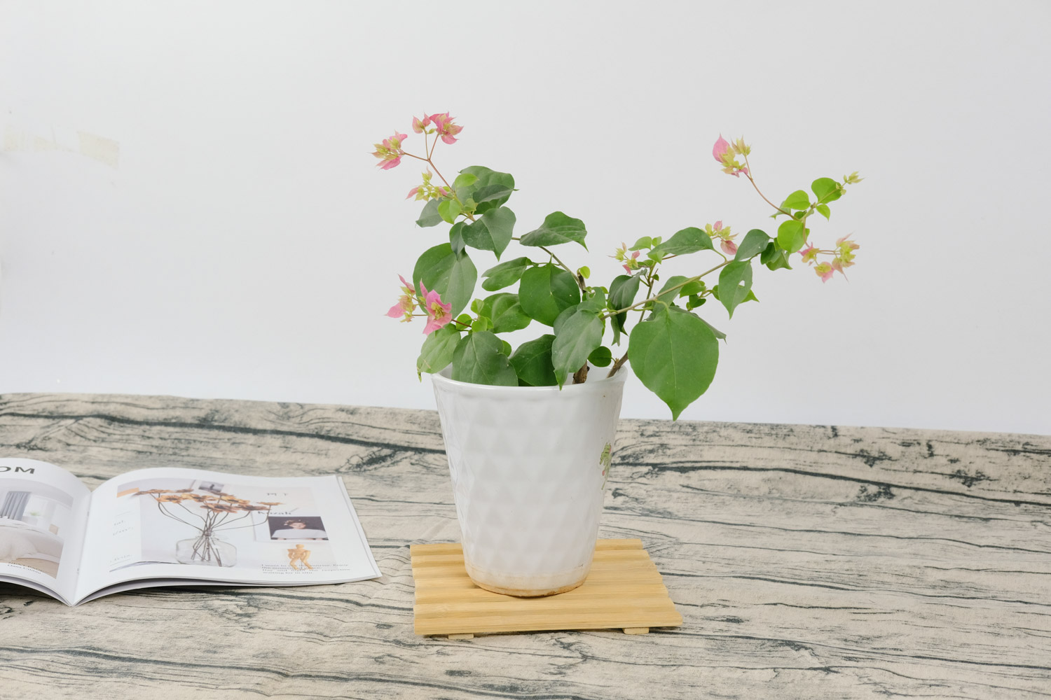 三角梅 三角梅黄叶的原因和处理办法