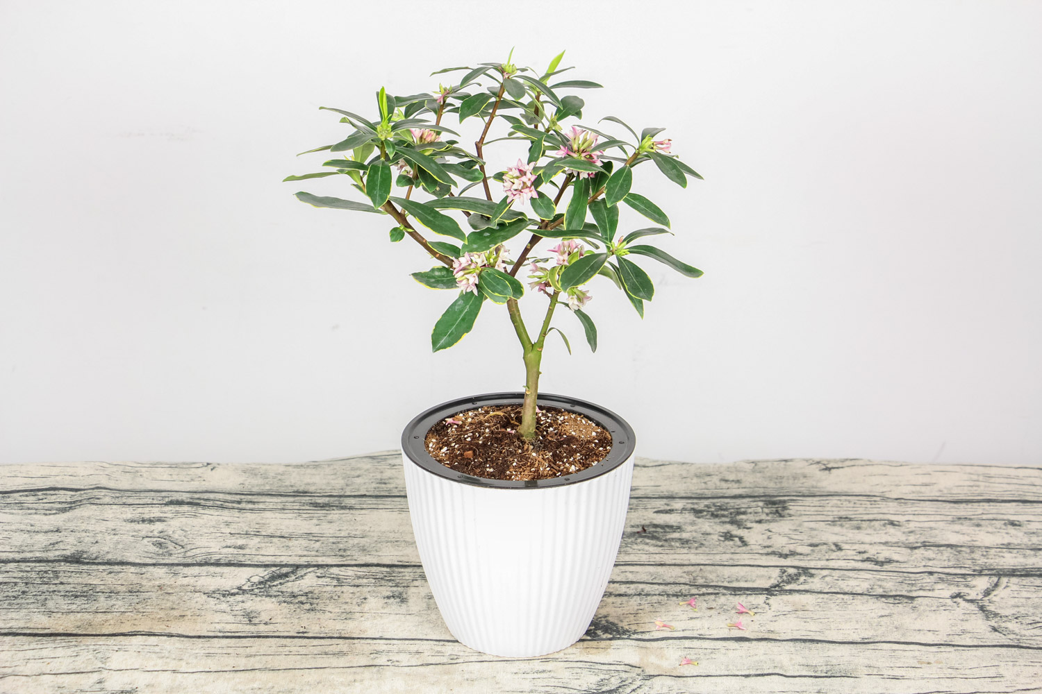 瑞香黄叶的原因和处理办法