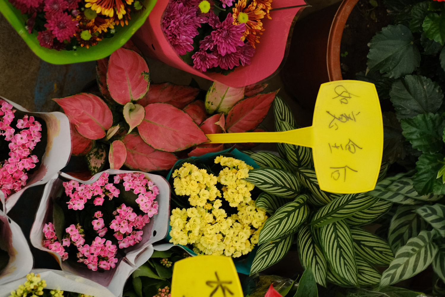 如意皇后黄叶的原因和处理办法