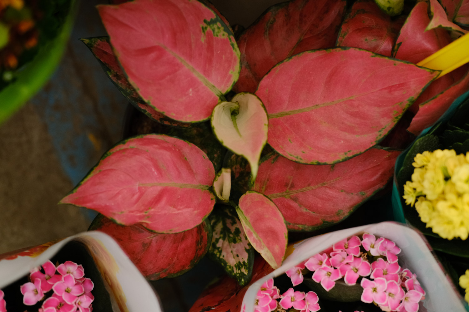 如意皇后黄叶的原因和处理办法