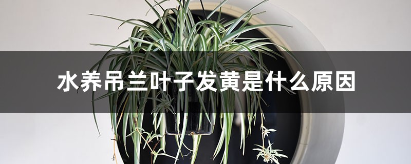 水养吊兰叶子发黄是什么原因，水养吊兰的叶尖为何会枯