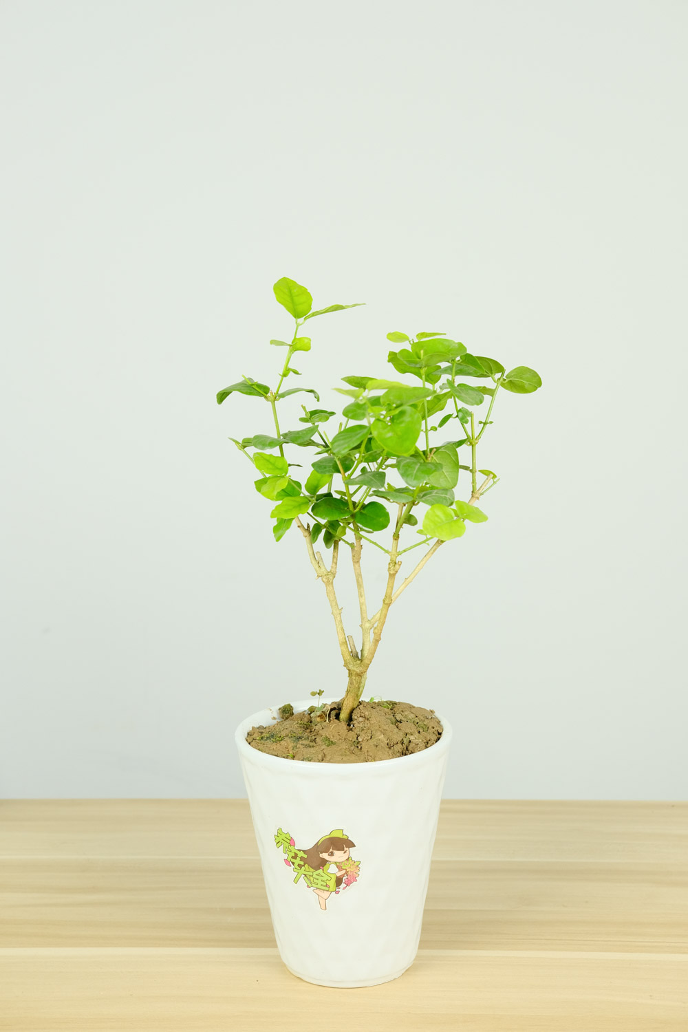 茉莉花出现黄叶还能活吗，出现黄叶如何办