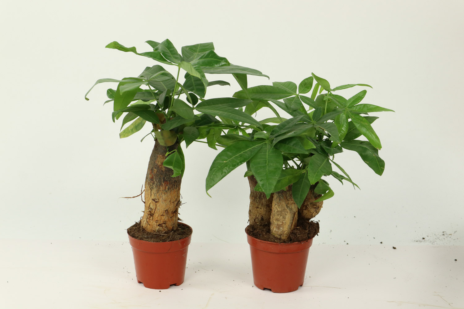 秋季发财树叶子发黄是如何回事，如何挽救