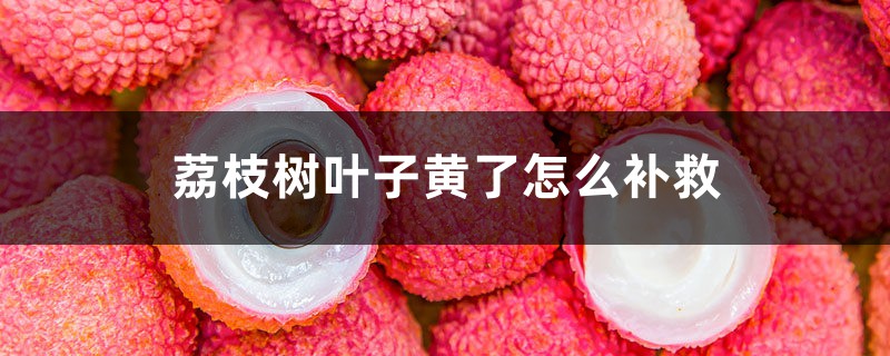 荔枝树叶子黄了如何补救
