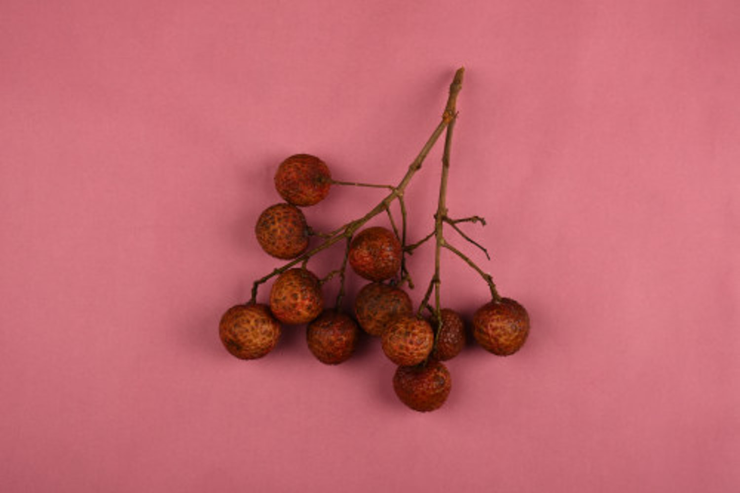 荔枝树叶子黄了如何补救