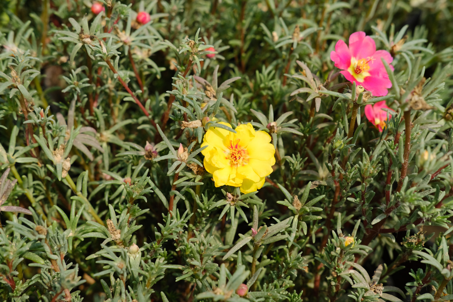 太阳花黄叶的原因和处理办法