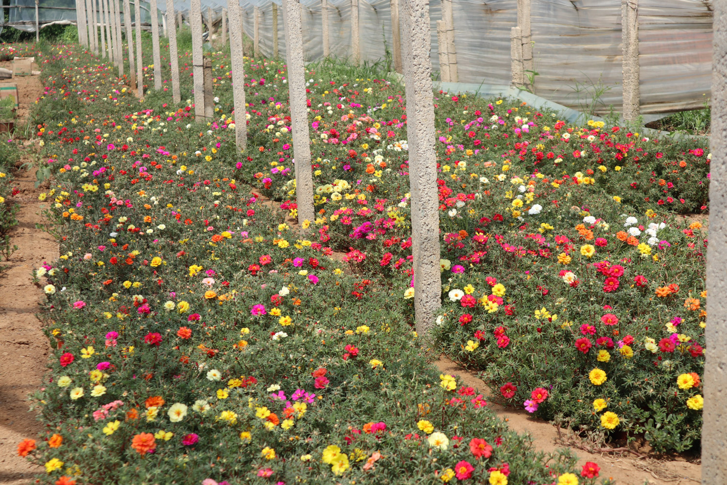 太阳花黄叶的原因和处理办法